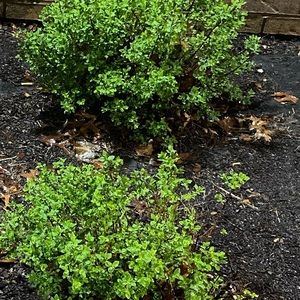 Meet your Posher, Carson